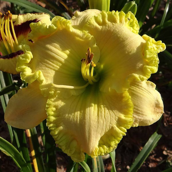 Heir To My Affection