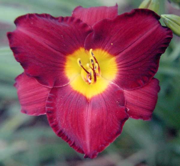 Daylily Picture