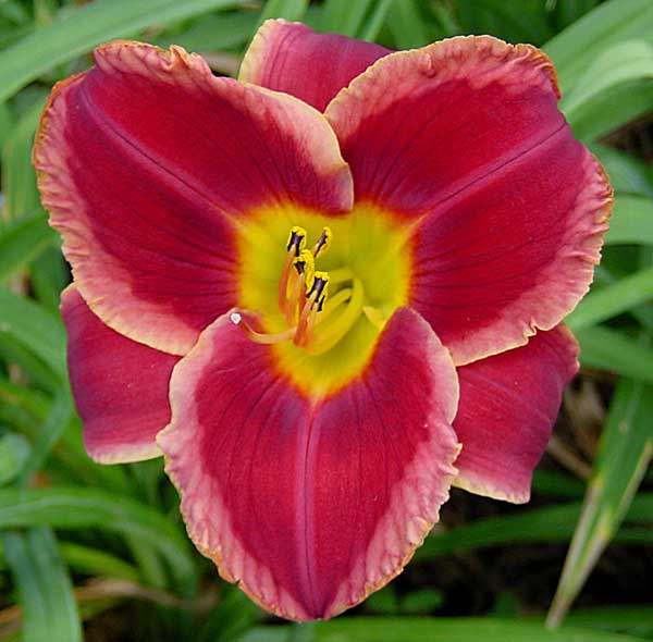 Daylily Picture