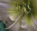Stamens & pistils