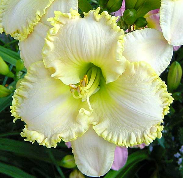 May I Have This Dance