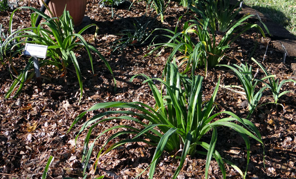 leaf mulch