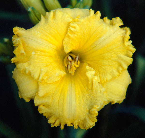 Abundant Ruffles