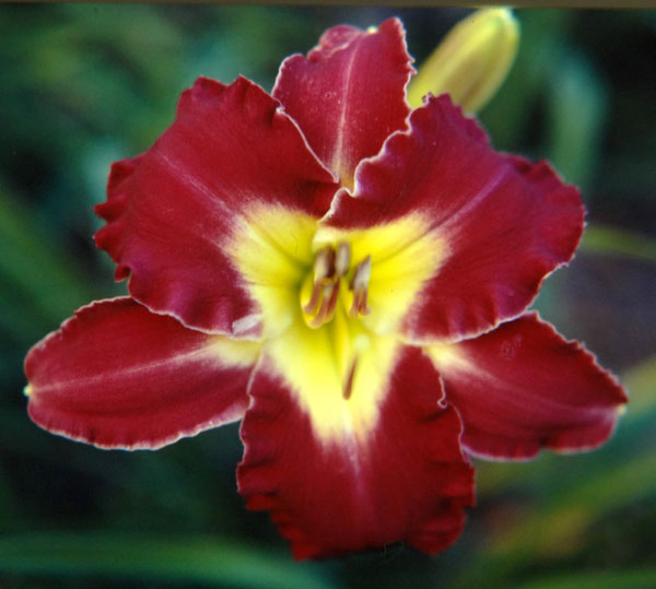 Alizarin Crimson