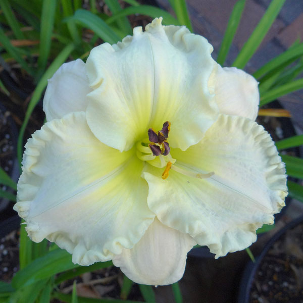 Alpine Ruffles