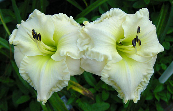 Alpine Ruffles