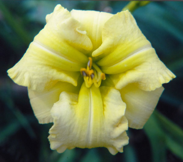 Daylily Picture