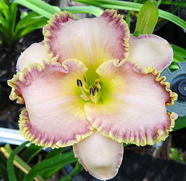 At First Blush