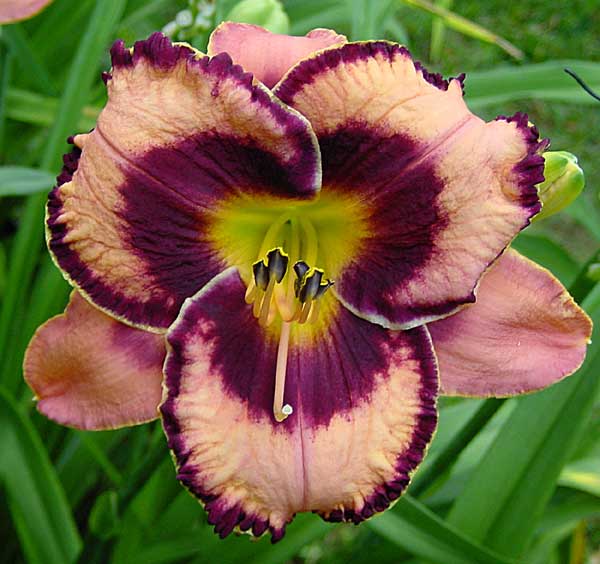 Awsome Blossom