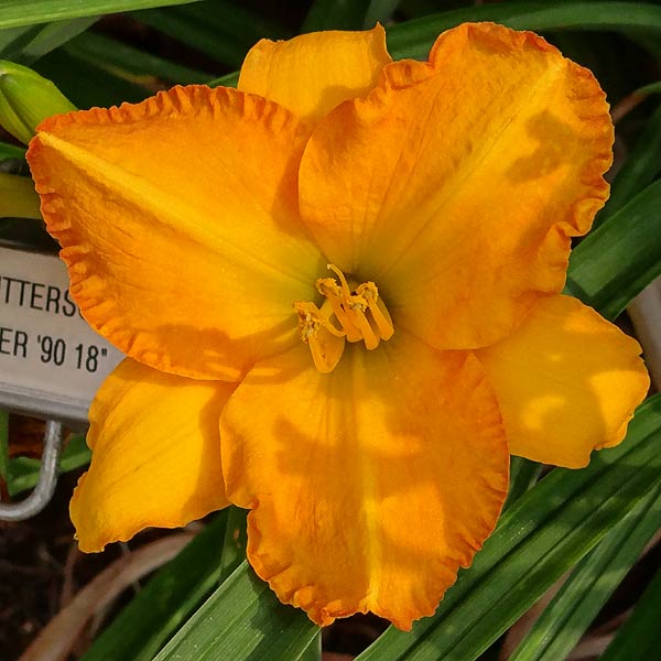 Bahama Butterscotch