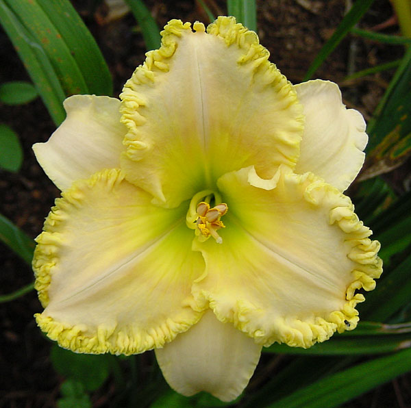Big Hair