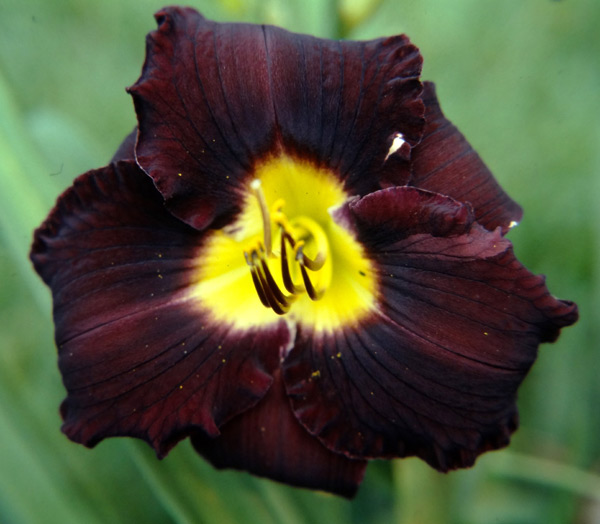 Black Ambrosia