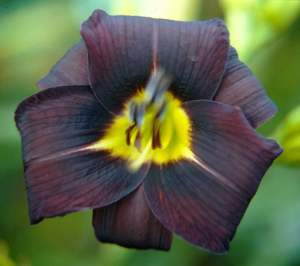 Black Velvet Elvis