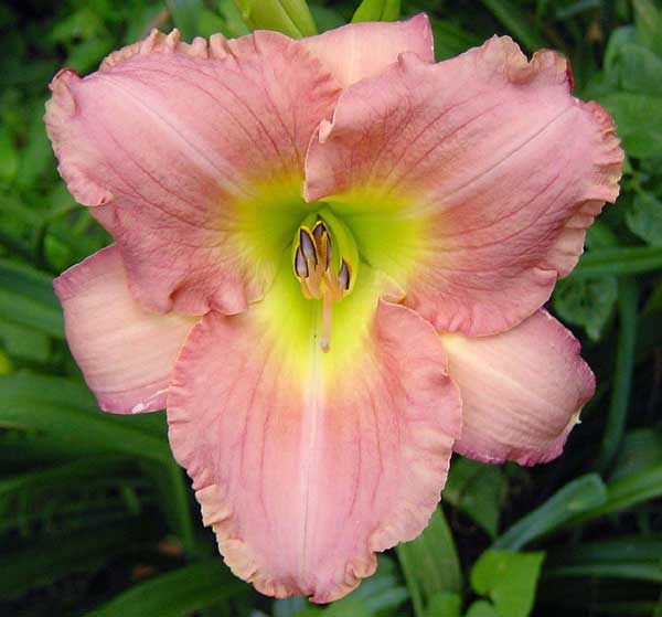 Daylily Picture