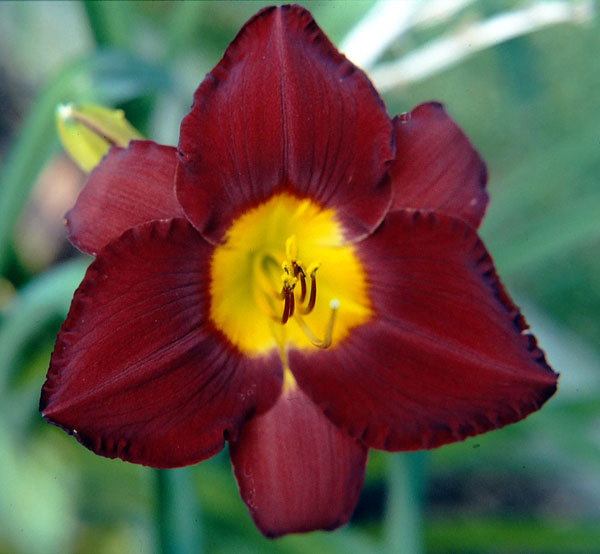 Daylily Picture