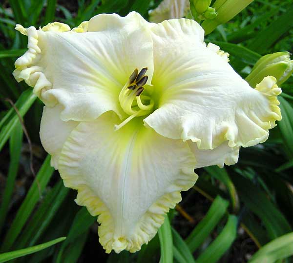 Boundless Beauty