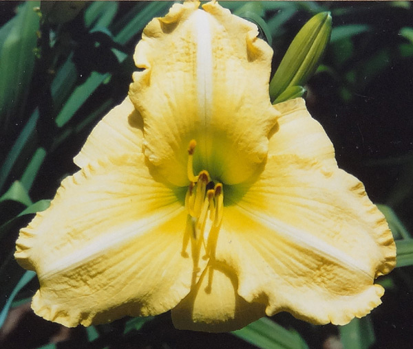 Capella Light
