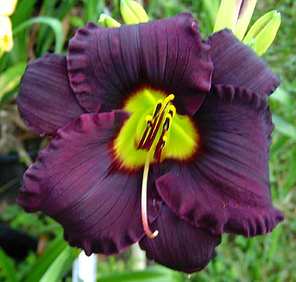 Caribbean Dark Victory