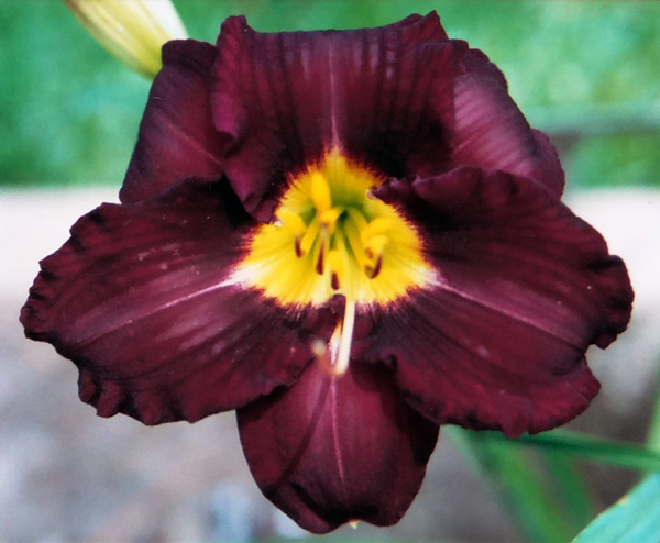 Catherine Neal