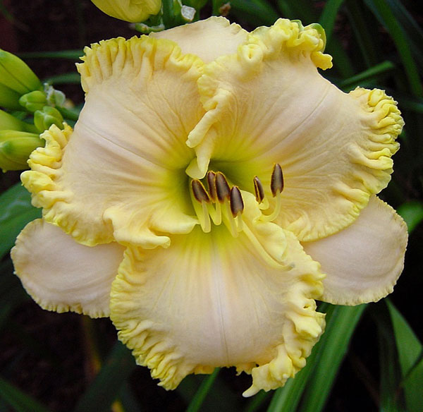 Celtic Moonglow