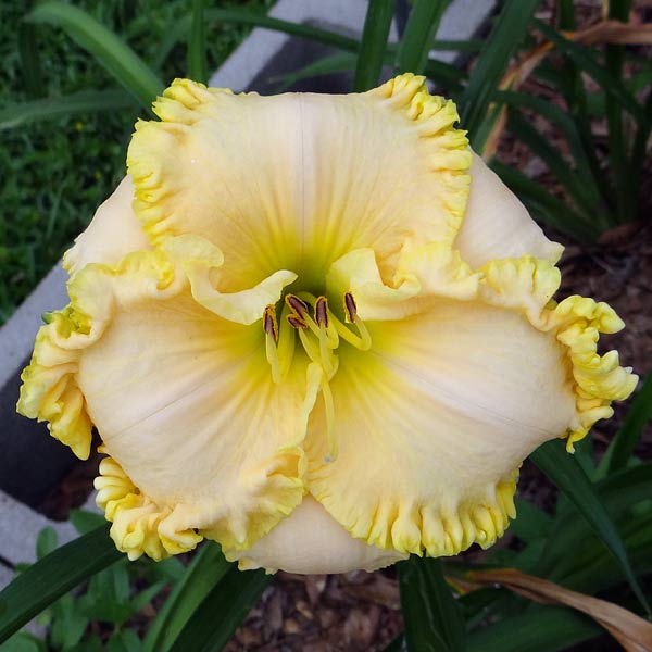 Celtic Moonglow