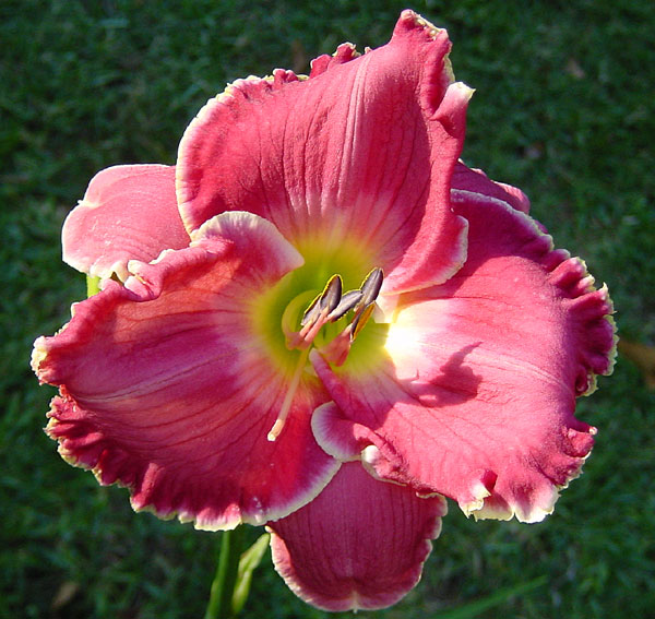 Cerise Beauty