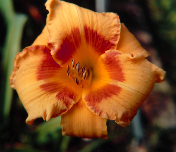 Cherry Eyed Pumpkin