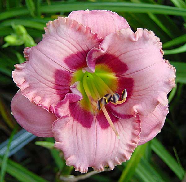 My Image 77