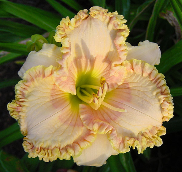 Coventry Ruffles