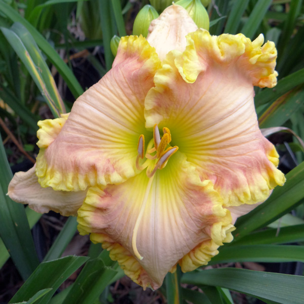 Dan's Paradise Pink