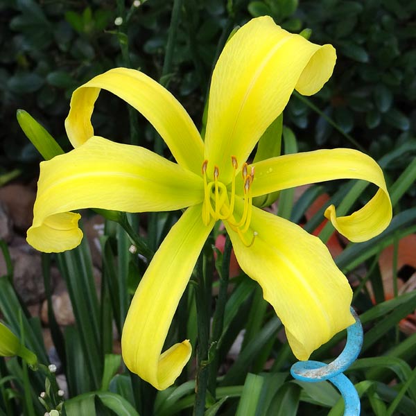 Debary Canary