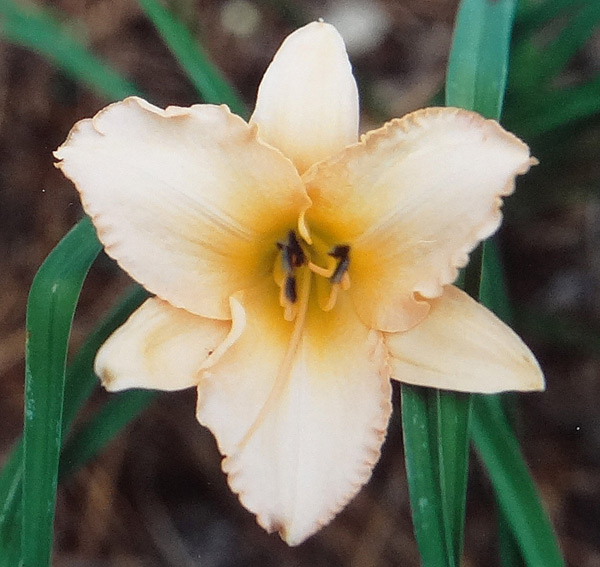 Delicate Treasure