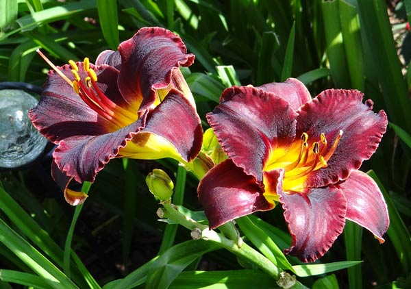 Ebony Jewel