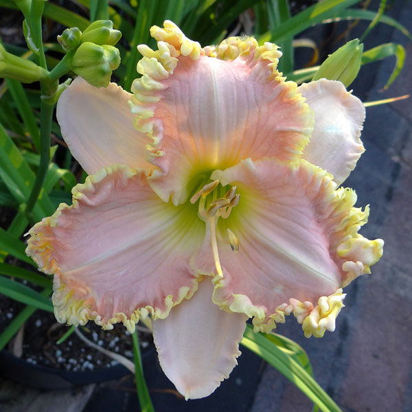 Effervescent Spring
