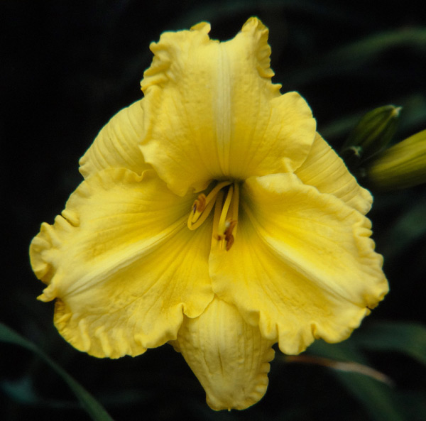 Ever So Ruffled