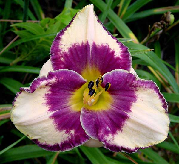 Eye Catching