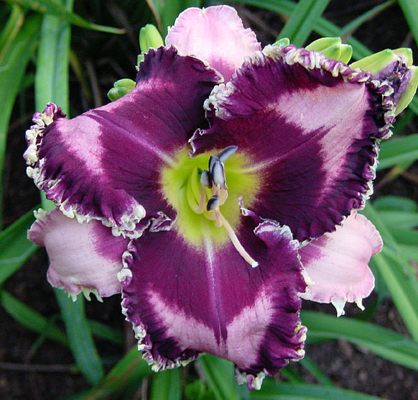 Fabulous Black Pearl