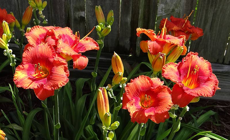Flaming Tongues