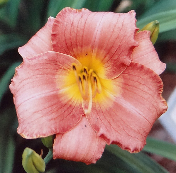 Florissant Rose