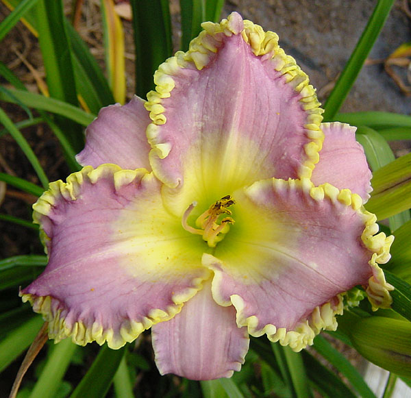 Frank's Star Of Bethlehem