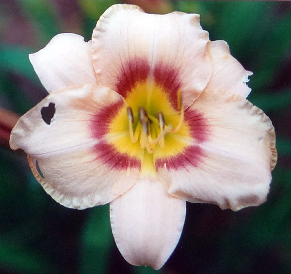 Gallant Eyes