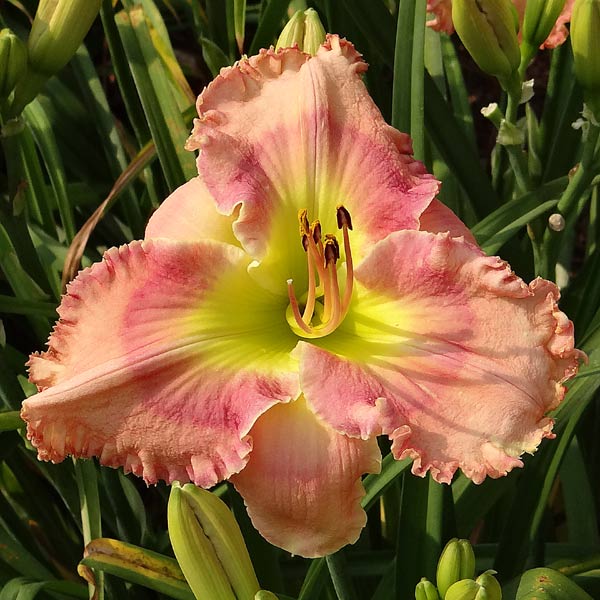 Georgia Blush