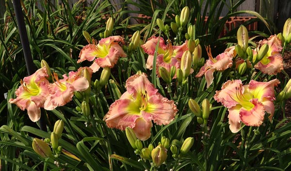 Georgia Blush