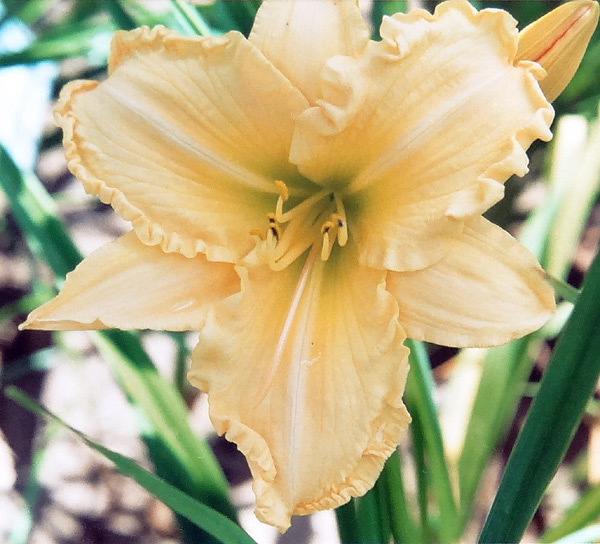 Glory In Ruffles