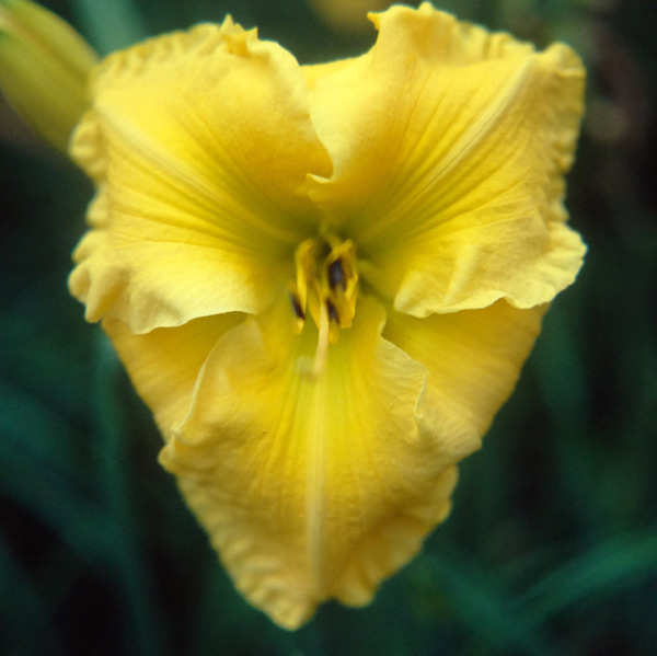 Golden Glory