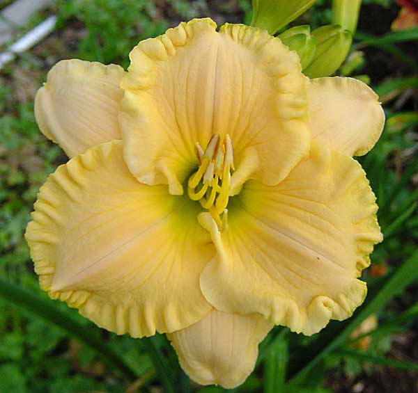 Daylily Good Morning America