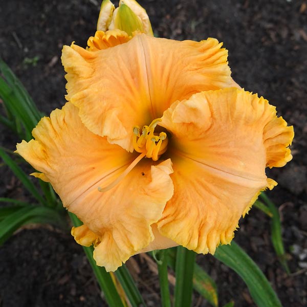 Gulf Coast Apricot Ruffles