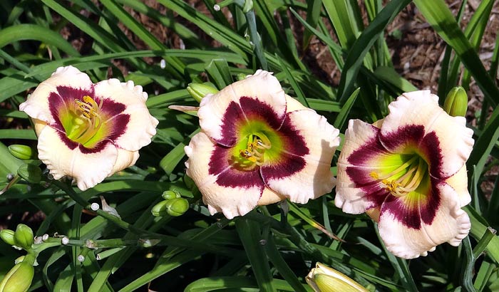 Gulf Coast Pansy