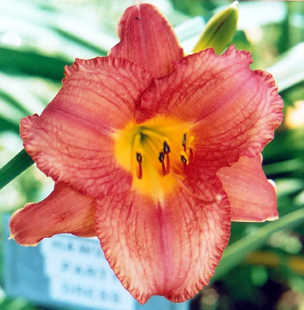 Hawaiian Party Dress