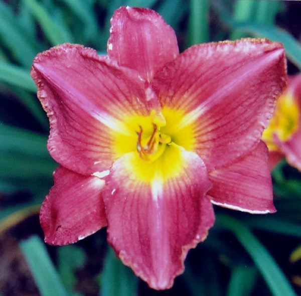 Highland Cranberry